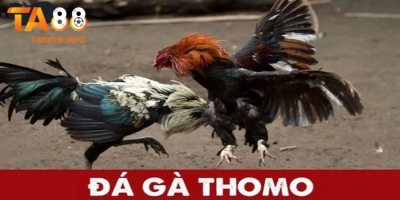 Đá gà Thomo trực tiếp là gì?