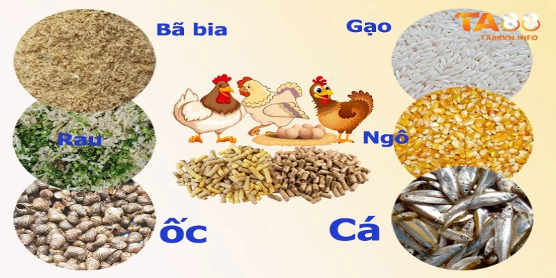 Cách nuôi gà đá chuẩn bằng thức ăn